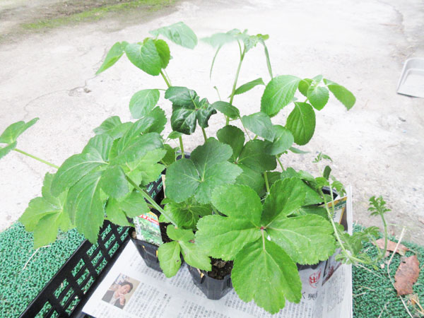 今日の畑仕事(6月10日)
