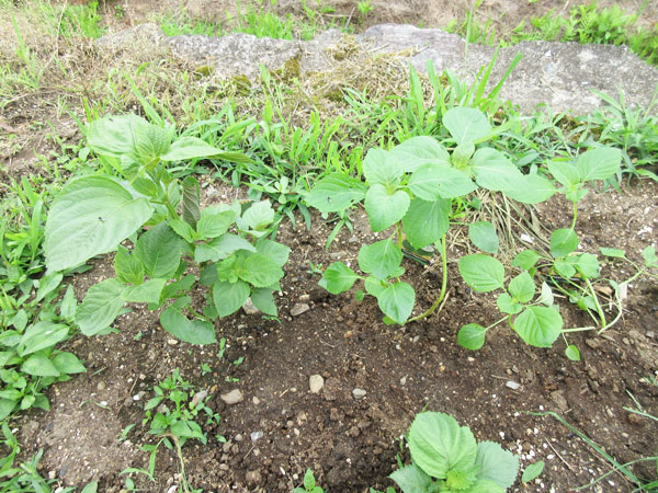 今日の畑仕事(6月10日)