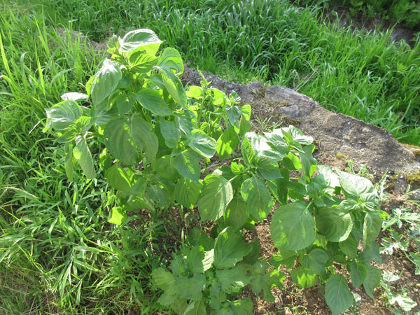 今日の畑仕事（7月24日）