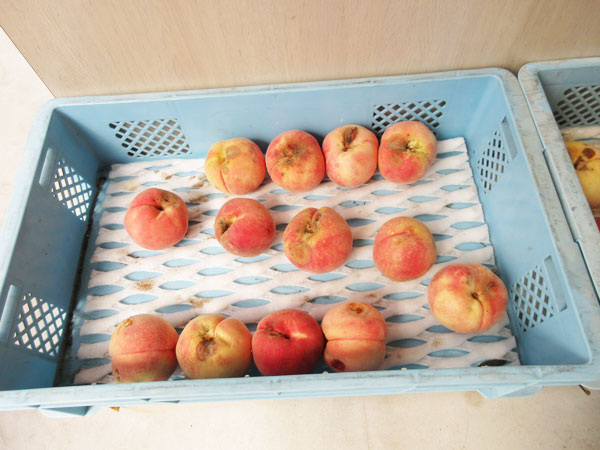 馥郁農園の直売所で桃を買いました