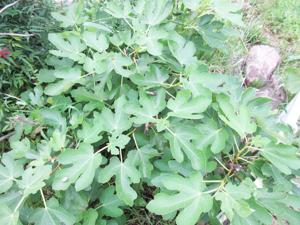 無花果、再出発