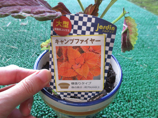 カラーリーフを植えました