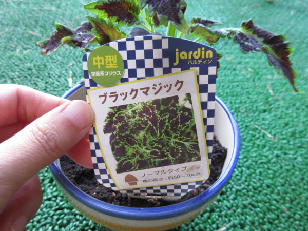 カラーリーフを植えました