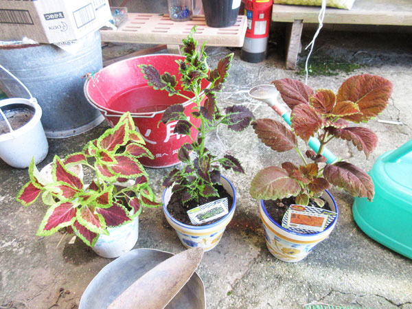 カラーリーフを植えました