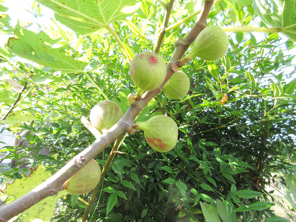無花果の総括2022