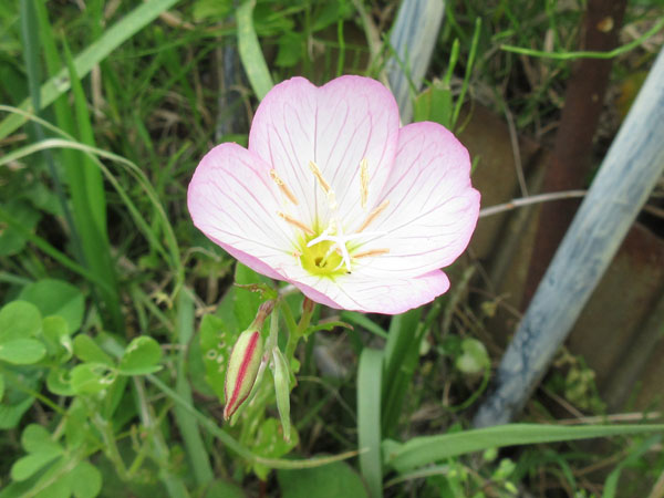 今日の畑仕事(5月20日)