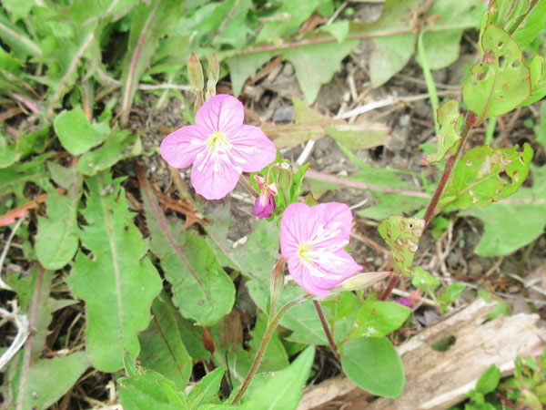 今日の畑仕事(5月20日)