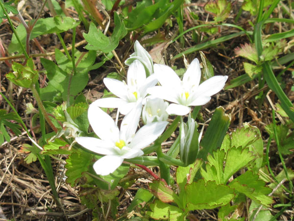 今日の畑仕事(5月20日)