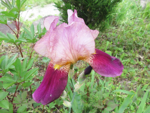 今日の畑仕事(5月20日)