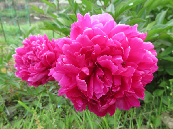 今日の畑仕事(5月20日)