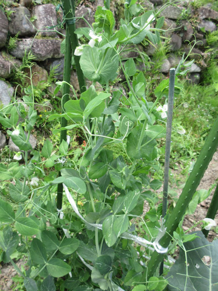 今日の畑仕事(6月11日)