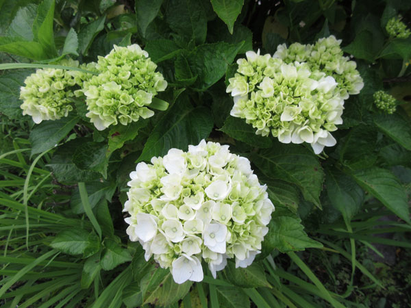 今日の畑仕事(6月11日)