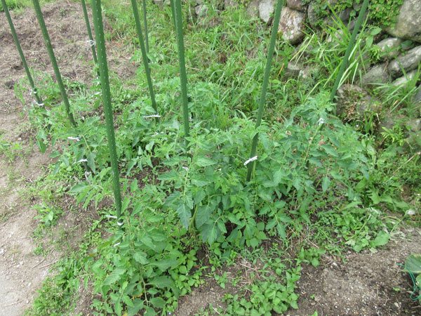 トマトの進捗(5月~6月)