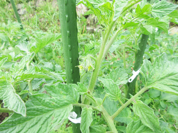 トマトの進捗(5月~6月)
