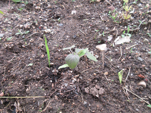 フォックスフェイスの進捗(2023年6月)
