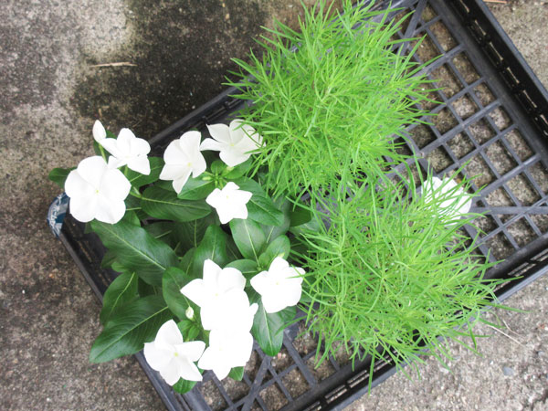 コキアを植えました