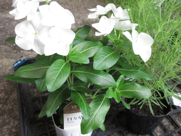 コキアを植えました