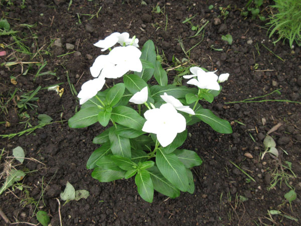 コキアを植えました
