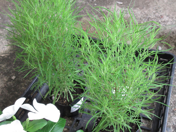コキアを植えました