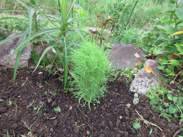 コキアを植えました