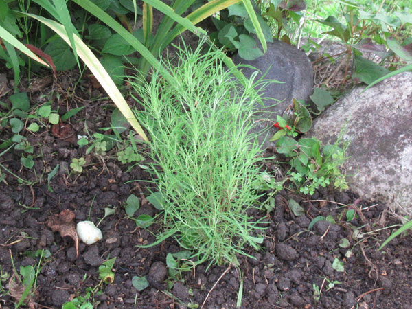コキアを植えました