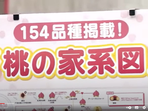 福島テレビ テレポートプラスで桃の家系図を取り上げて頂きました