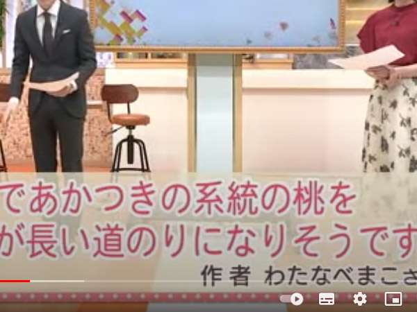 福島テレビ テレポートプラスで桃の家系図を取り上げて頂きました