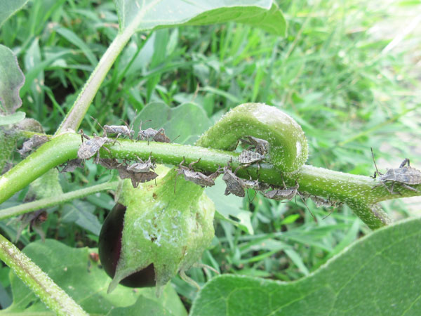 ナスについたカメムシを駆除した話