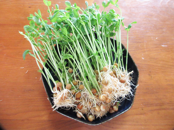 豆苗をそのまま畑に植えてみた話