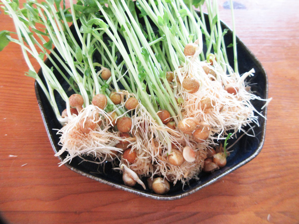 豆苗をそのまま畑に植えてみた話