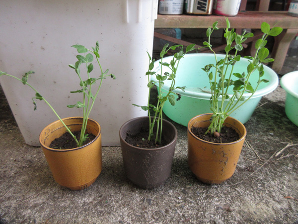 豆苗をそのまま畑に植えてみた話