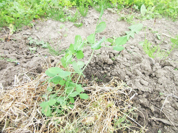 豆苗をそのまま畑に植えてみた話