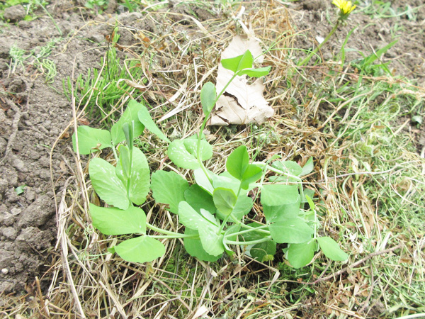 豆苗をそのまま畑に植えてみた話