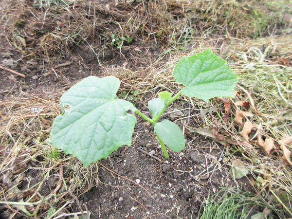 今日の畑仕事(2024年5月4日)