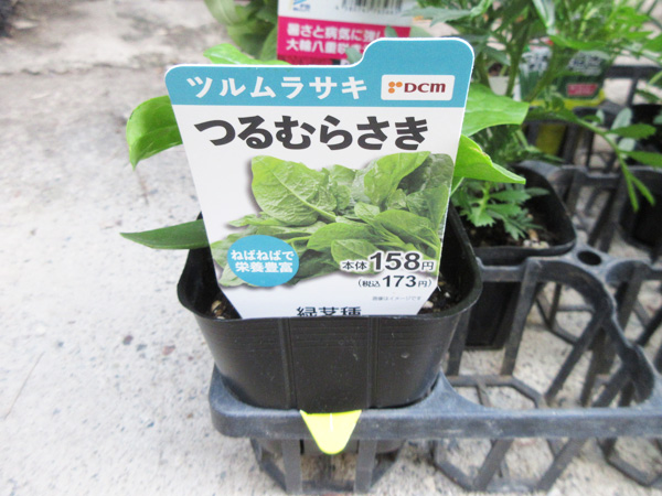 今日の畑仕事(2024年5月11日)