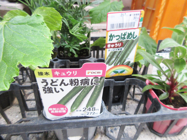 今日の畑仕事(2024年5月11日)