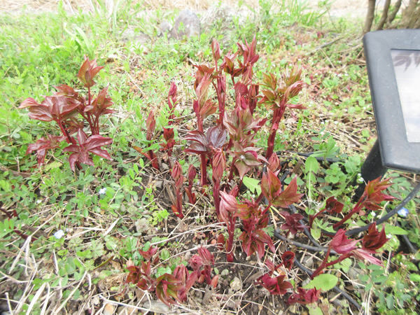 芍薬の進捗(2024年3月~5月)