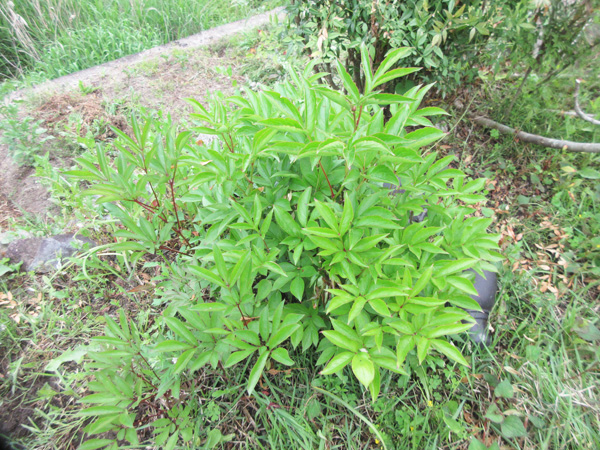芍薬の進捗(2024年3月~5月)