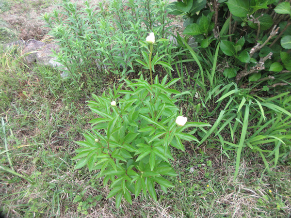 芍薬の進捗(2024年3月~5月)