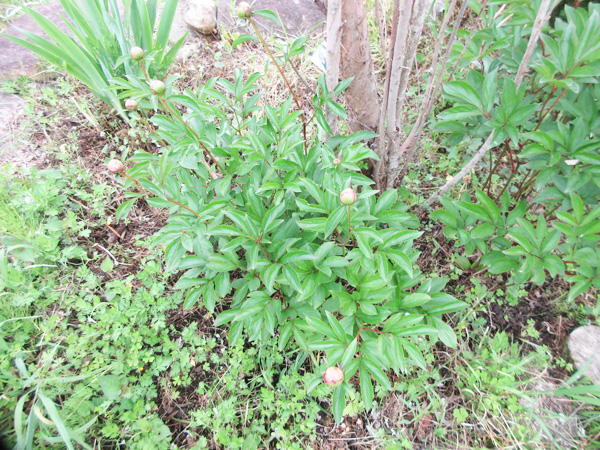 芍薬の進捗(2024年3月~5月)