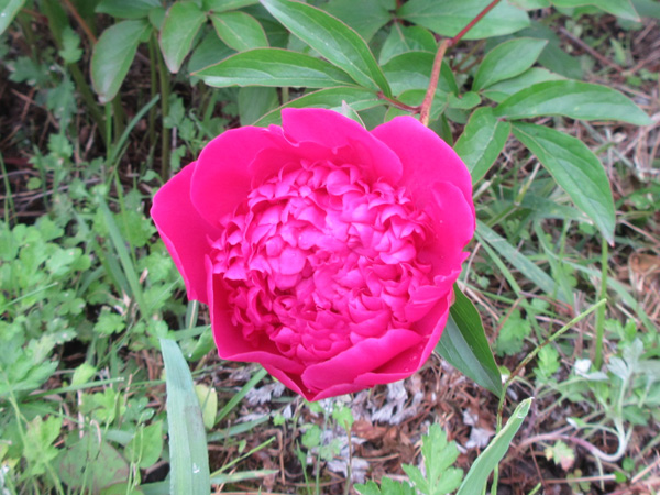 芍薬の進捗(2024年3月~5月)