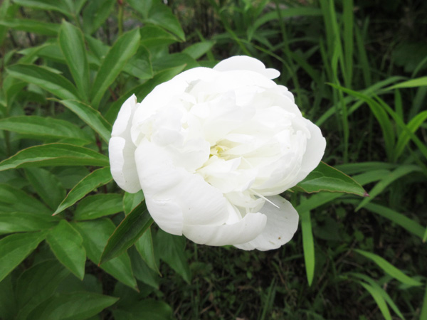 芍薬の進捗(2024年3月~5月)