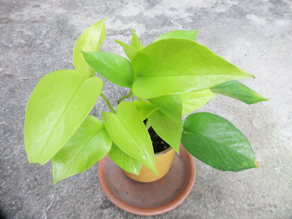 観葉植物・ポトスに挑戦してみます