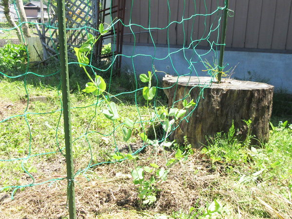 豆苗をそのまま畑に植えてみた結果