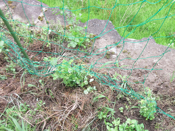 豆苗をそのまま畑に植えてみた結果