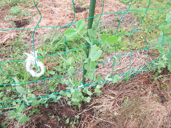 豆苗をそのまま畑に植えてみた結果