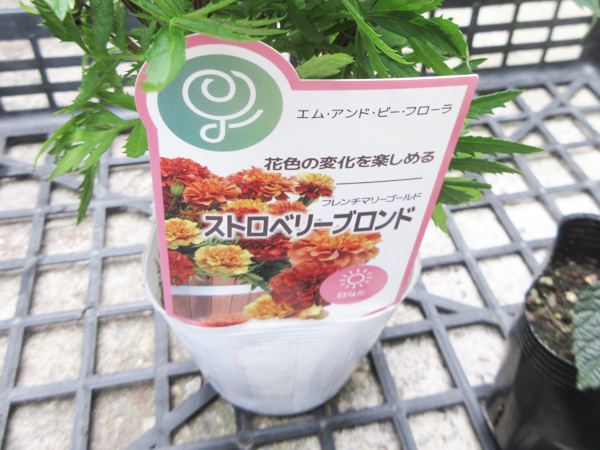 今日の畑仕事(2024年6月9日)