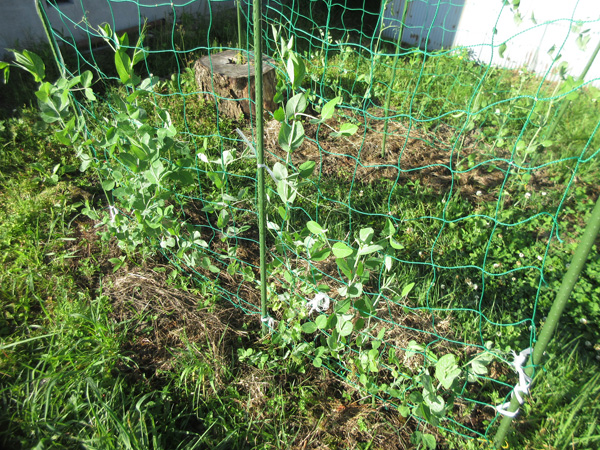 豆苗をそのまま畑に植えたら、豆が出来た。