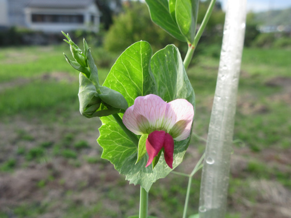 豆苗をそのまま畑に植えたら、豆が出来た。