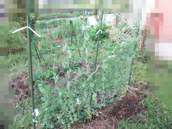 豆苗をそのまま畑に植えたら、豆が出来た。